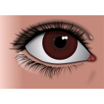Realistic brown eye