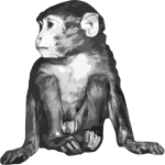 Baby rhesus monkey
