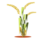 Rice plant