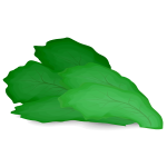 Green salad leaf