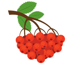 Rowan berries