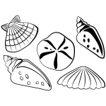 Sea shells vector illustration