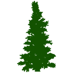 Pine silhouette