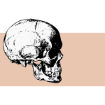 Side view skull