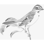 Sparrow bird monochrome clip art