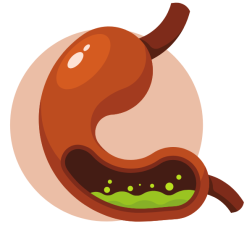 Stomach intestines