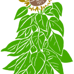 Sunflower vector image