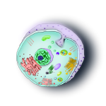 Organism cell