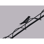 swallow on wire