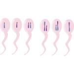 translocation chromosome