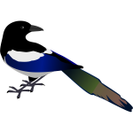 Magpie bird vector image