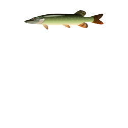 Pike