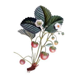Strawberry plant