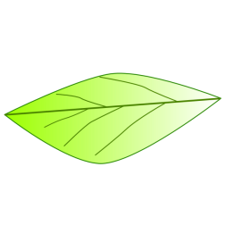 leaf