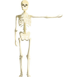 Skeleton