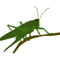Grasshopper