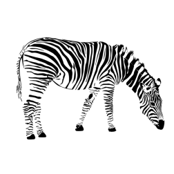 zebra