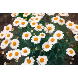 daisies