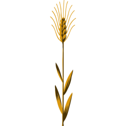 Wheat