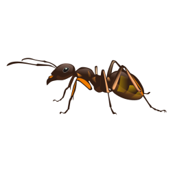ant