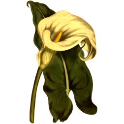 Lily flower