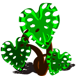 Philodendron