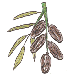 dates