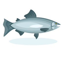 Salmon fish clip art