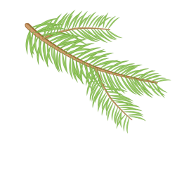 Spruce branch plant