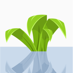 Marsh grass plants