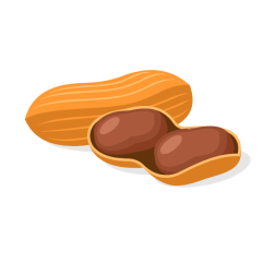 Peanuts vector clip art