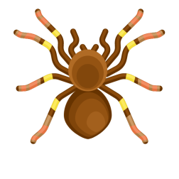 Dangerous spider insect