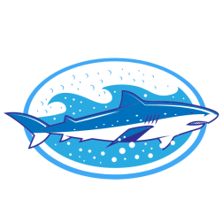 Blue shark in the water