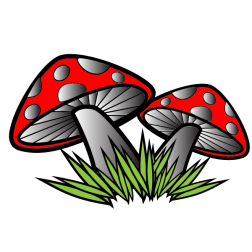 Mushrooms in the forest
