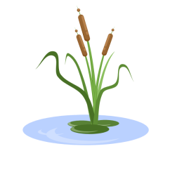 Plant bulrush in water