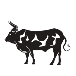Bull animal black and white