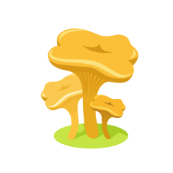 Chanterelle mushrooms