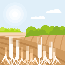 Wheat fields landscape