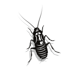 Cockroach bug