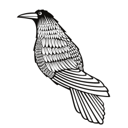 Crow bird