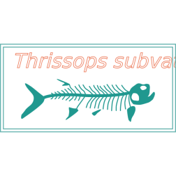Thrissops subvatus fish fossil