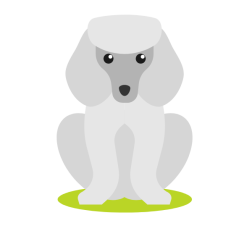 Poodle dog