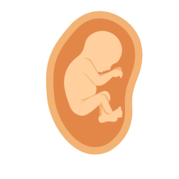 Fetus