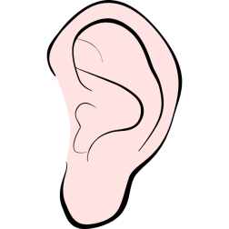 Human Ear