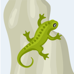 Lizard on the rock