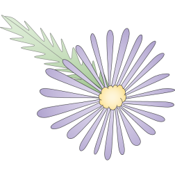 Purple Flower-1684105786