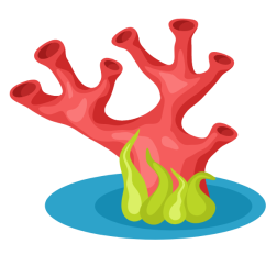 Coral-1684755256