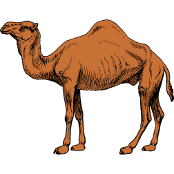 Camel 1
