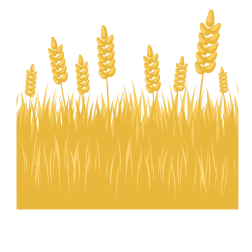 Wheat fields