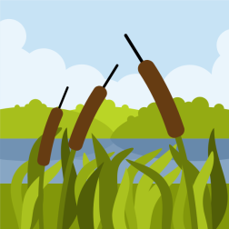 Lake vegetation